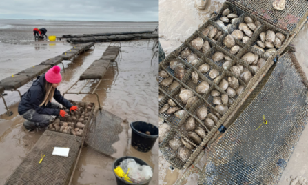 Sian organising oysters within their trestles