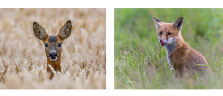 Fox and deer des lloyd