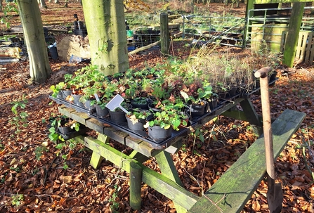 Image plants for the woodland flora project