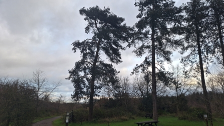 Trees blowing in the wind Snipe Dales