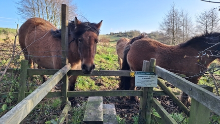 Ponies at Furze Hill