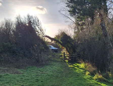 Tree over the fence Furze Hill