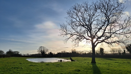 Willoughby Meadow