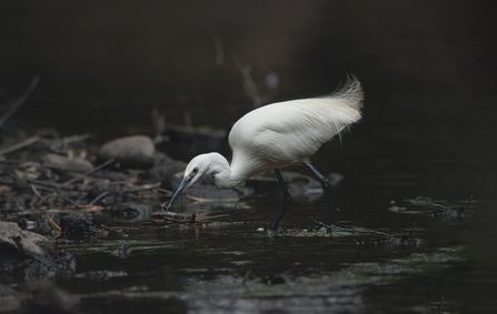 Little Egret