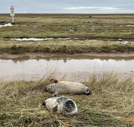 Pair of seal pups