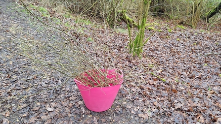 pink bucket with willow