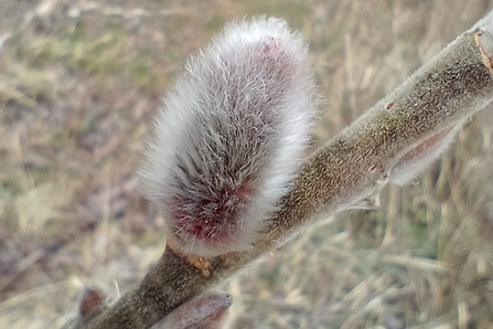 Willow catkin