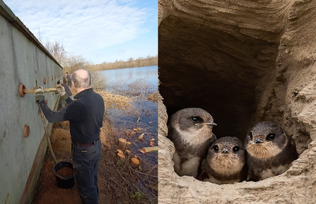 Restoring the sand martin bank at Whisby