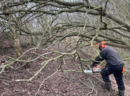 Clearing fallen willow at Whisby