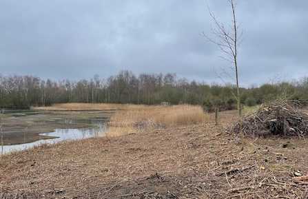 Vegetation clearance by Teal Lake at Whisby