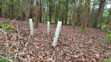 trees planted at Snipe dales