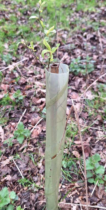 tree planted at Snipe dales 