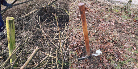 Clearing fence line and bramble with mattock at Whisby