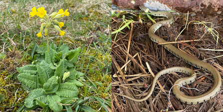 Signs of spring at Whisby - cowslip and grass snake
