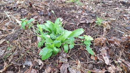 Wild garlic and yellow archangel planted by Louth Watch Group.