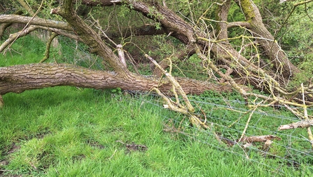 Willow that had landed on a fence
