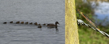 Duckling brood and damselfly at Whisby Nature Park