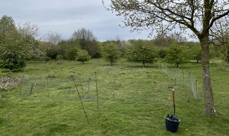 Temporary fencing erected around a patch of maiden pink to protect the growing plants from rabbits