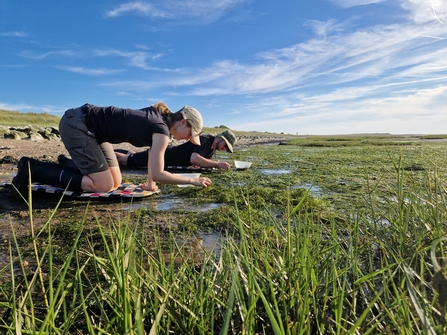 Marine Interns collecting seagrass at Spurn