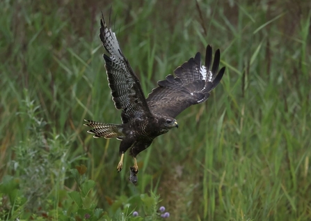 A buzzard flying with prey in talons at Whisby