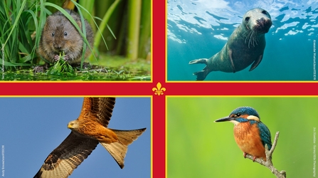 The Lincolnshire flag with images of water vole, grey seal, kingfisher and red kite
