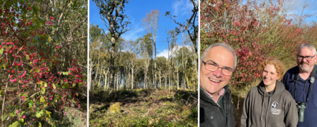 Ancient woodland podcast triple pic