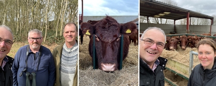 cattle grazing podcast triple pic