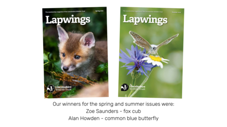 Covers of the Lapwings magazine spring and summer issues in 2025 featuring a fox cub and common blue butterfly