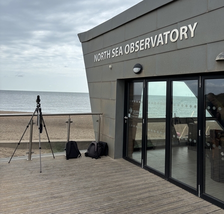 Whale watching at North Sea Observatory