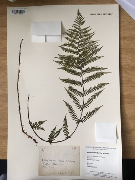 Pressed specimen of lady fern from the herbarium of Joan Gibbons