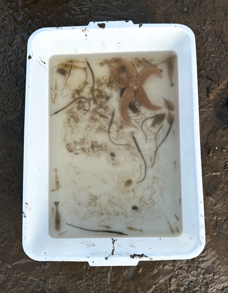 White tray with sea water and marine animals including pipefish and starfish