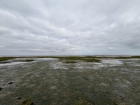 seagrass at Spurn Point
