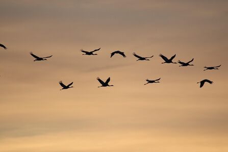 common cranes in flight silhouette