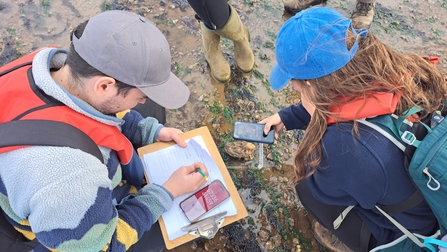 Pacific oyster surveying marine interns