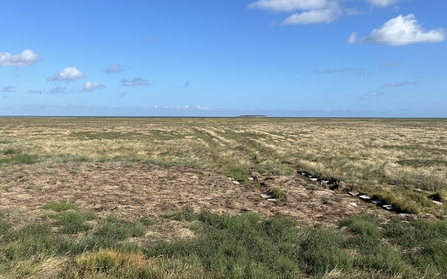 marine interns landscape