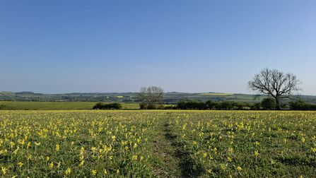 Path through cowslips at Red Hill
