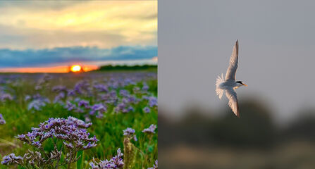 Summer sunset over sea lavender and little tern in flight at Gibraltar Point