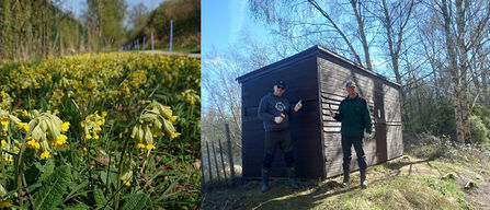 Cowslips and volunteers painting Willow Lake hide at Whisby