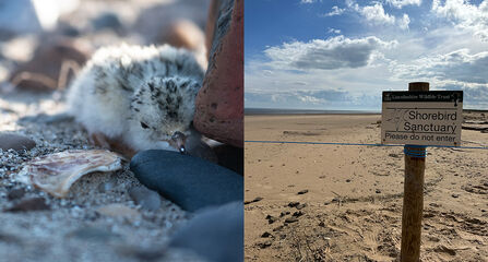 Little tern chick and Gibraltar Point shorebird sanctuary