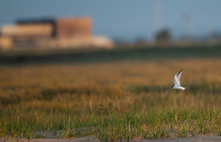 Little tern in front of Gibraltar Point building by Mike Watts