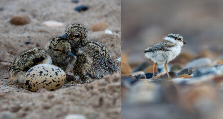Oystercatcher chicks in sanctuary and ringed plover chick on shingle at Gibraltar Point