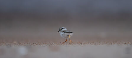 Ringed Plover chick on beach at Gibraltar Point