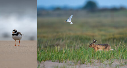 Ringed plover on beach and little tern mobbing hare at Gibraltar Point