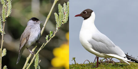 Dual photo of blackcap and black-headed gull at Whisby Nature Park April 2026