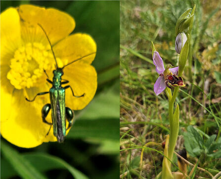 Swollen-thighed beetle on buttercup plus bee orchid at Whisby for wardens blog