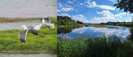 Black-headed gull fending off a lesser black-backed gull at Whisby by Hugh Jones and summer lake view