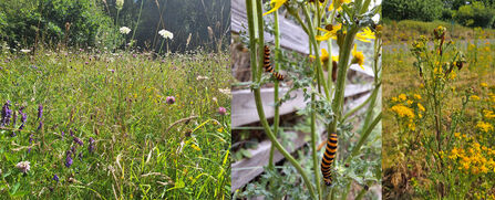 Whisby wardens blog wildflowers and cinnabar caterpillars