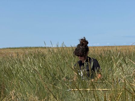 Marine intern Mona surveying sea couch grass