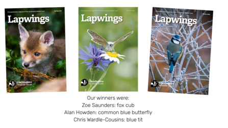The covers of the three issues of Lapwings magazines in 2025 featuring a fox cub, common blue butterfly and blue tit