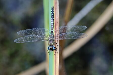 Dragonfly at Whisby by Brian Cocksedge
